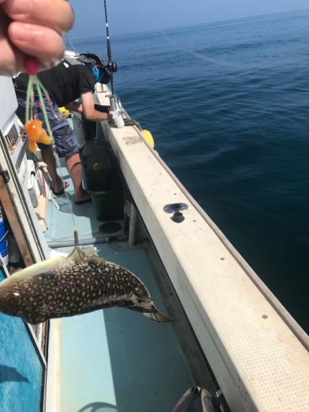 爆釣！室津の夏フグ
