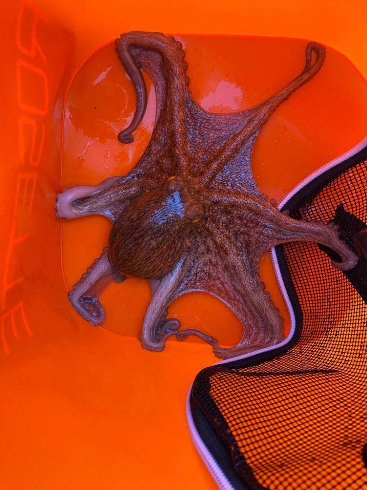 タコ、釣れてるのは釣れてる