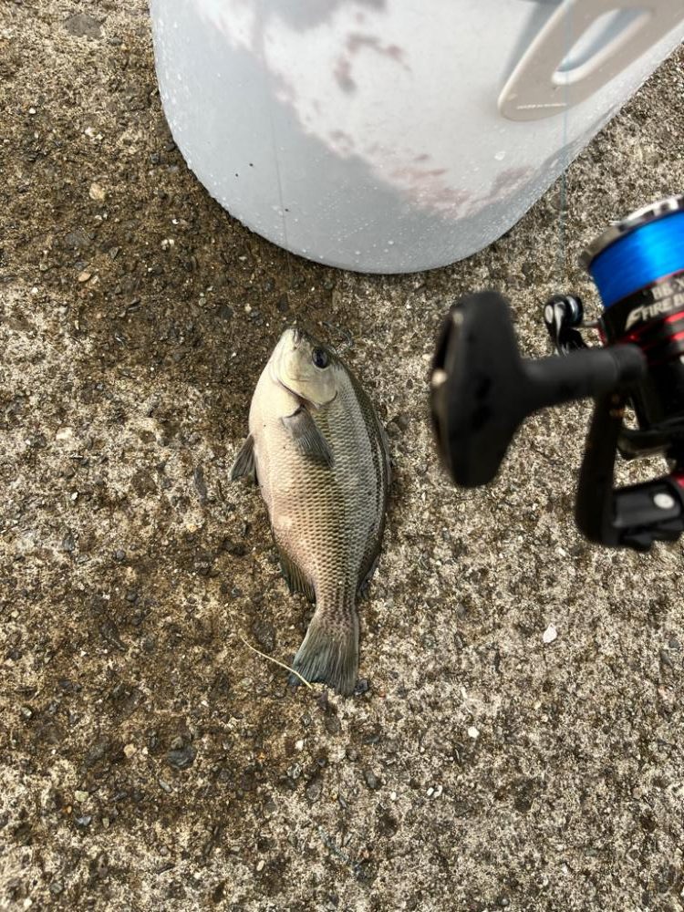 堤防から夕まずめグレ釣り🎣