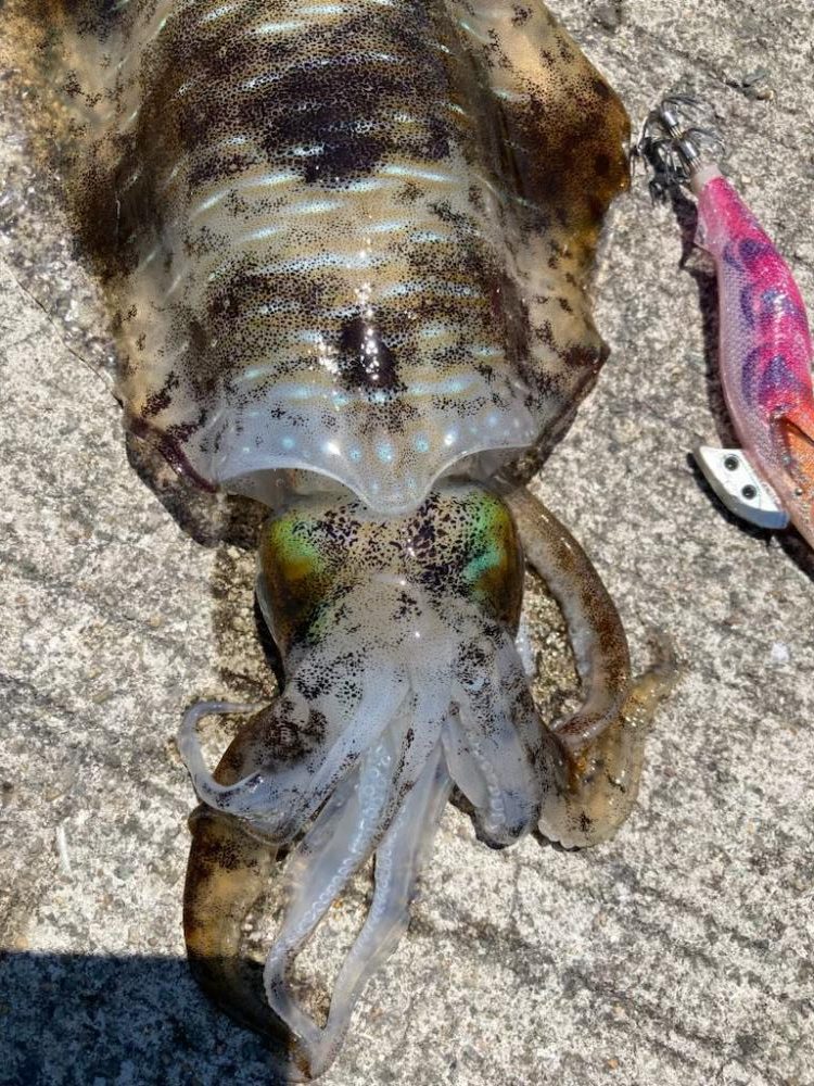 夏イカモンスターを求めて?!