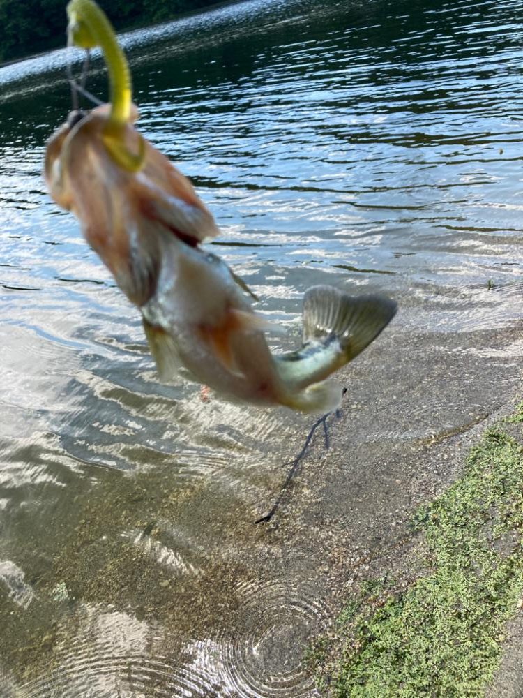 真夏の布目ダム