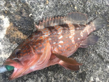 【タコフィネス】 アコウ2＋タコ5