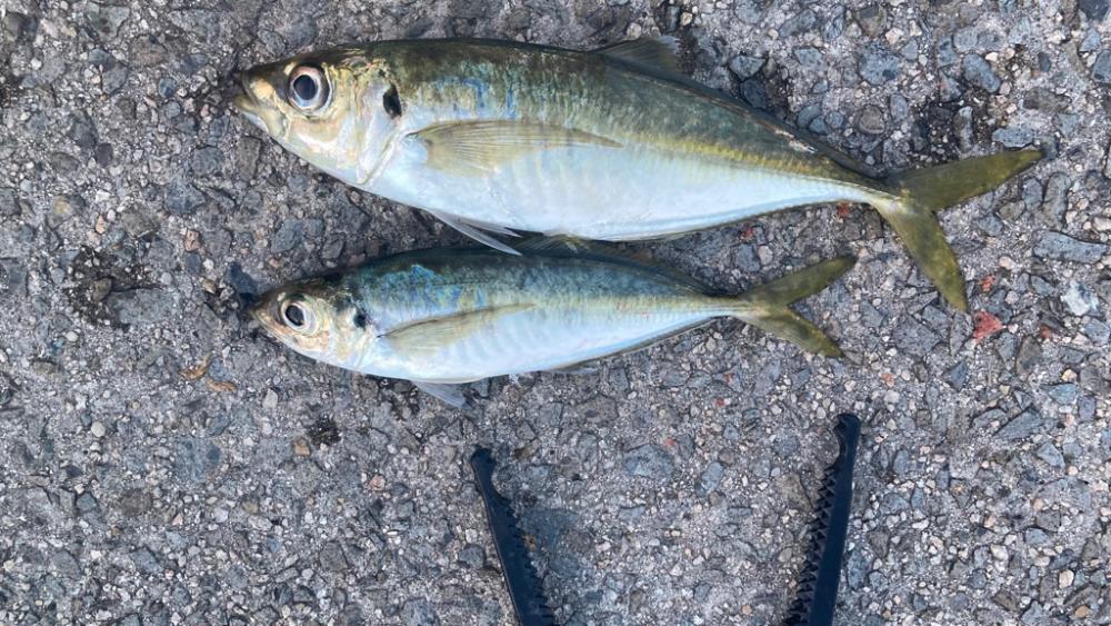 朝夕マズメ回遊はあるけれど…