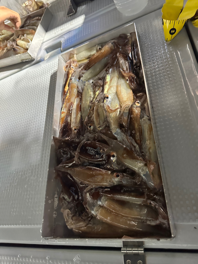 イカメタル釣行