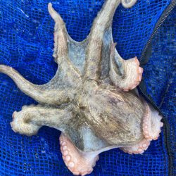 ⭐︎オオシオニガテ