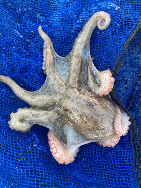 ⭐︎オオシオニガテ