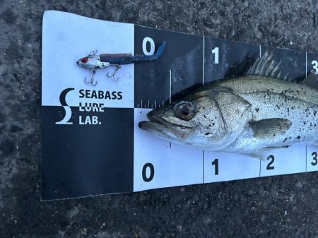 久々のシーバス