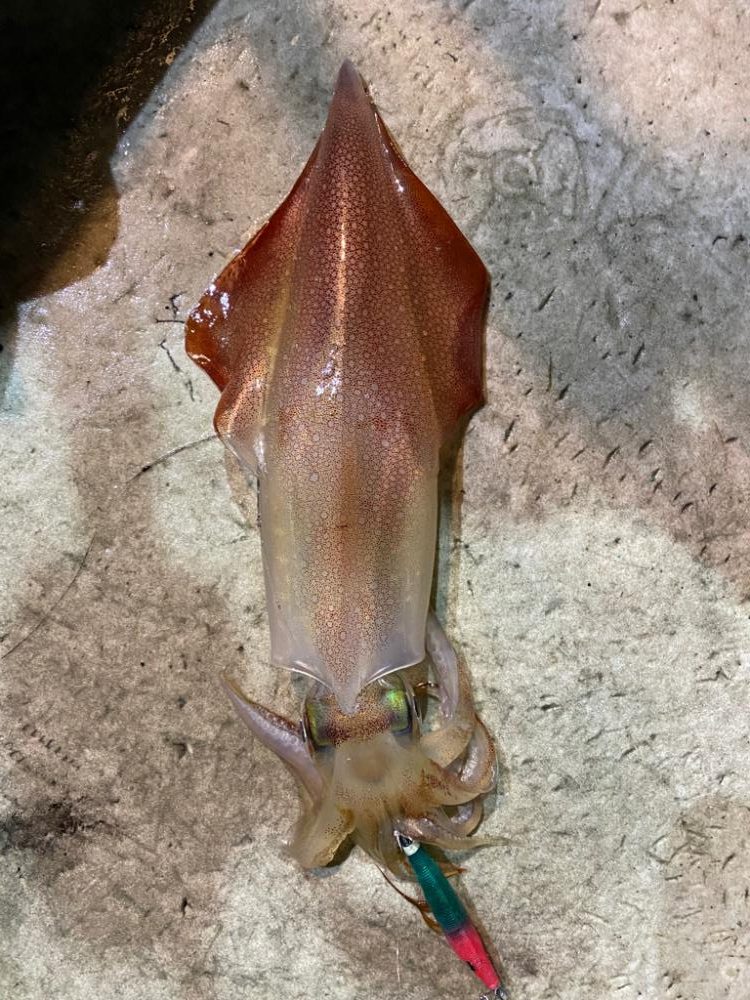 和歌山イカメタル