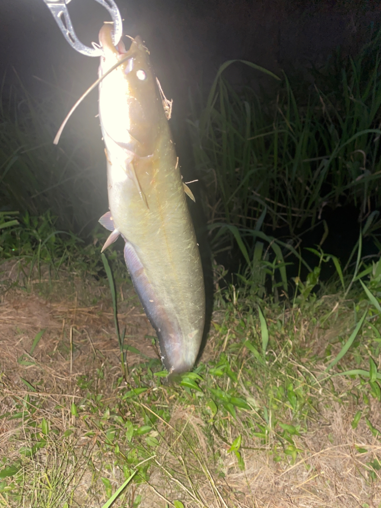 ナマズはどこに？