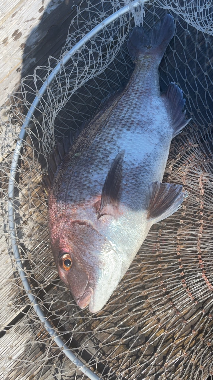 全て自作練り餌での釣果