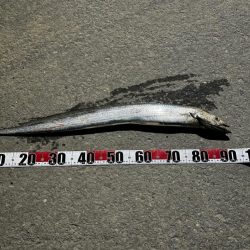 今年初のアイツ