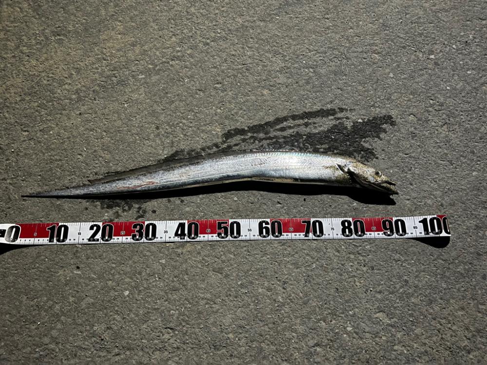 今年初のアイツ