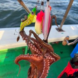 明石エギタコ🐙