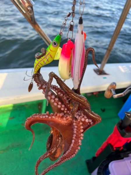 明石エギタコ🐙