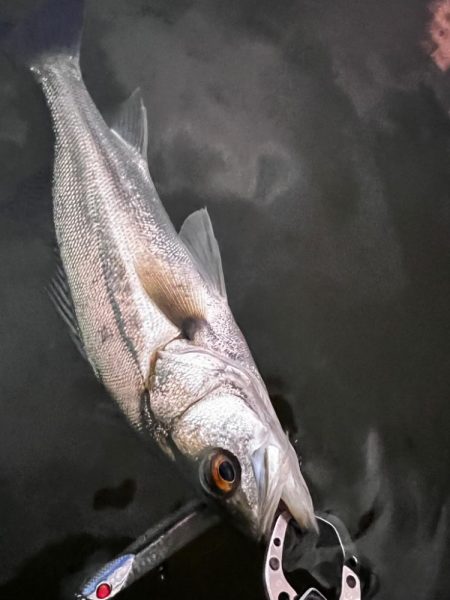 うぇーでぃんぐ