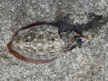 夕まずめ一本勝負