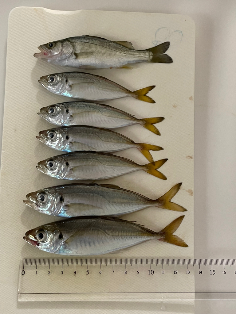 1週間ぶりのサビキ