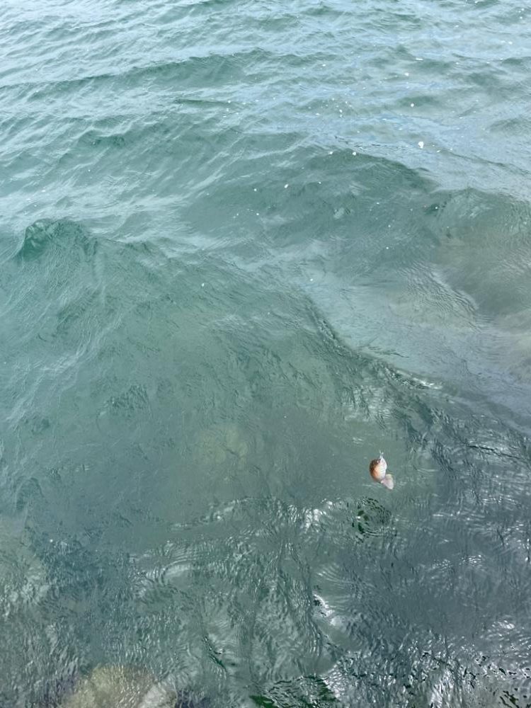 デイアジングだけど