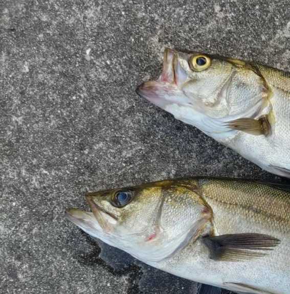 セイゴやチヌ乱舞