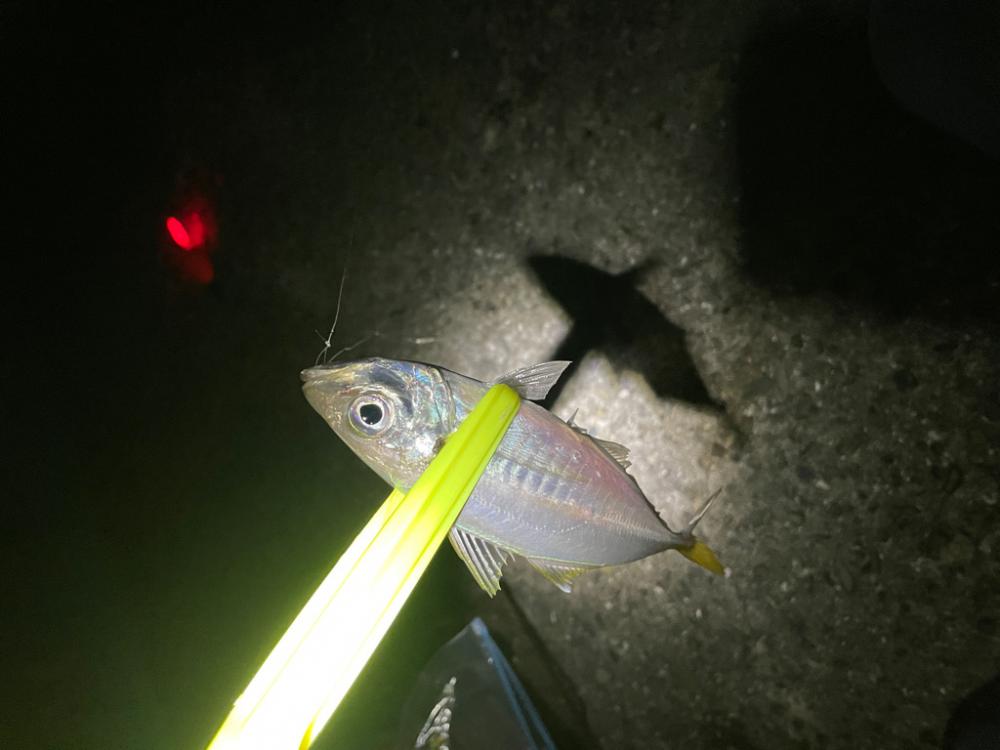深夜の釣り
