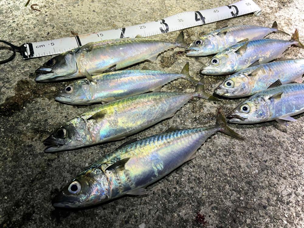 8割位の方がボウズでした💦