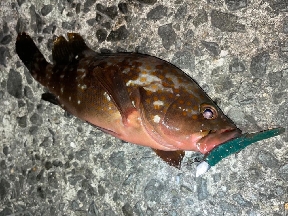 ミッドワインドでアコウ&ガシラ