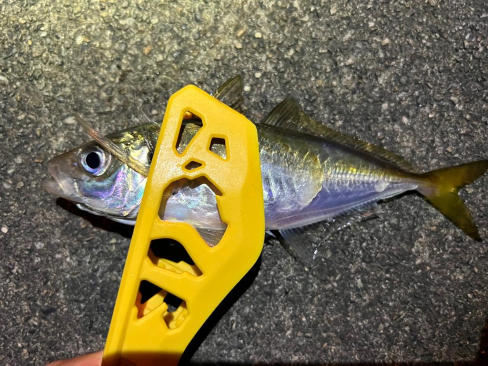 鯵を探して三千里 Vol.50