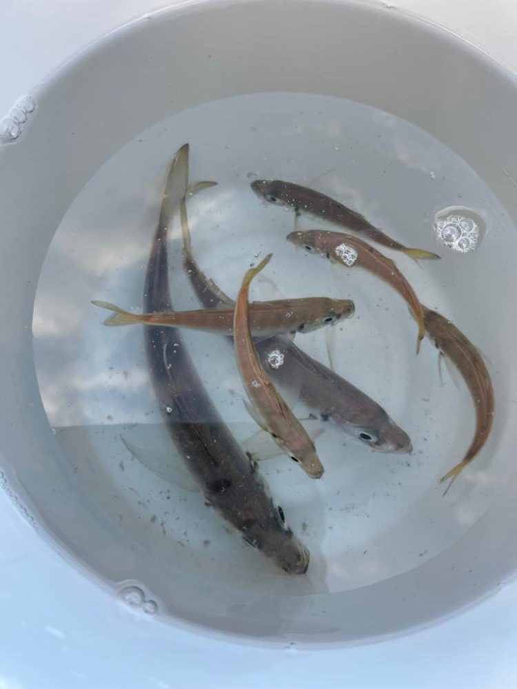 アジ釣り in 香住