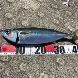 大サバ釣れてます