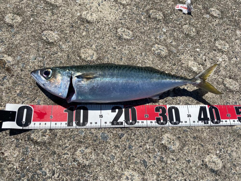 大サバ釣れてます