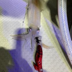 イカメタル#3、#4