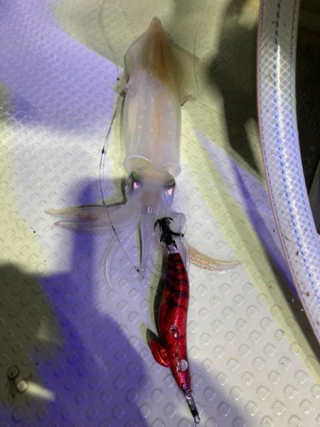 イカメタル#3、#4