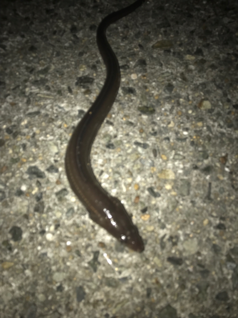 五目ちょい投げ