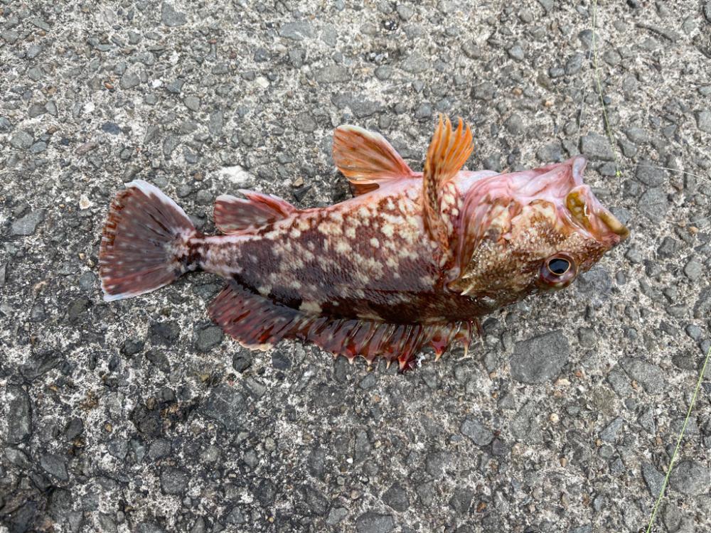 ぶっ込み釣り