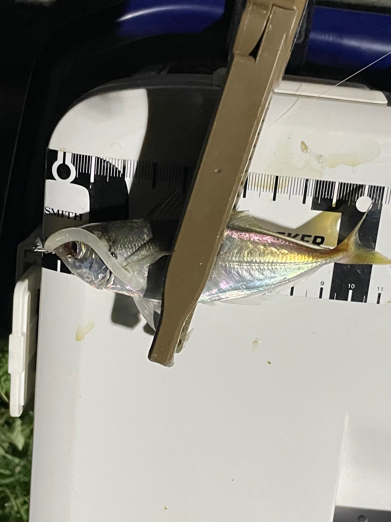 ジグ単de…アジング!鯵一時豆^ ^