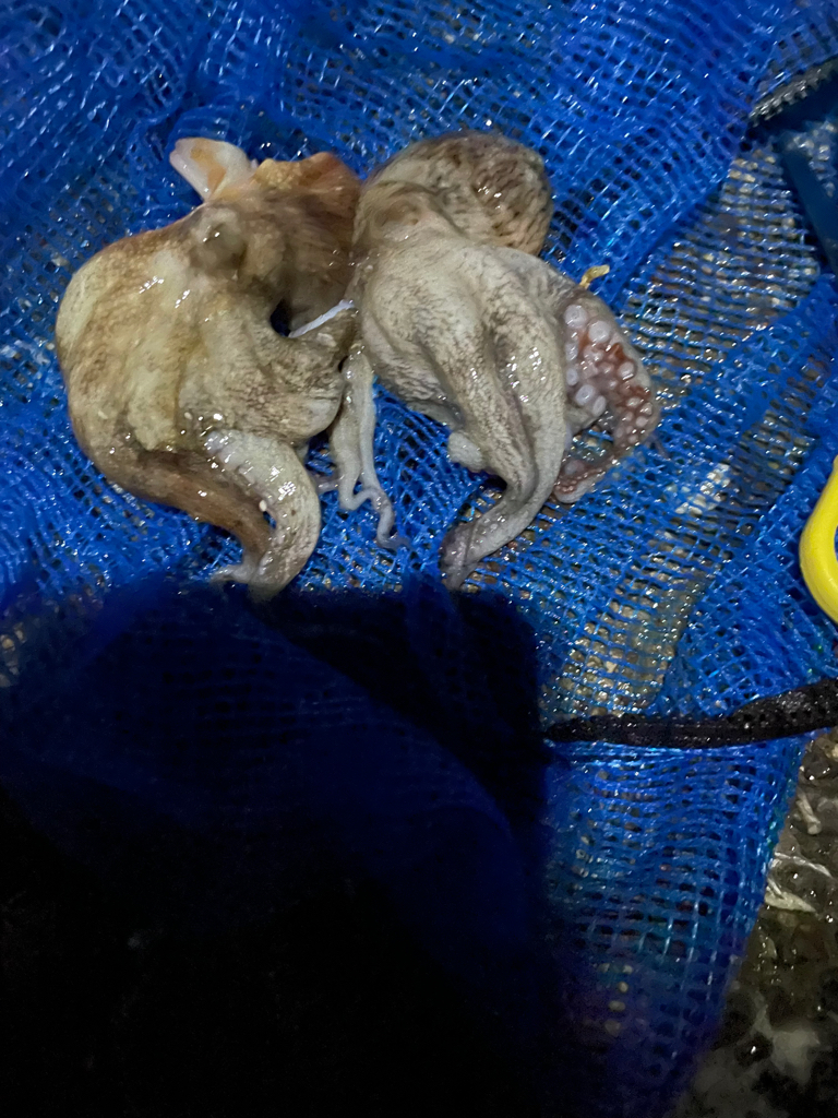 今シーズン初タコ