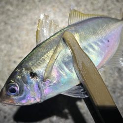 ショートバイト