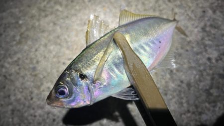 ショートバイト