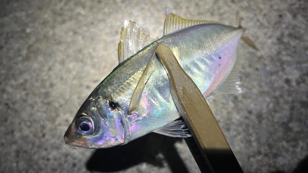 ショートバイト