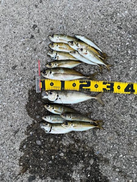 夜フロート〜朝マズメジグ単