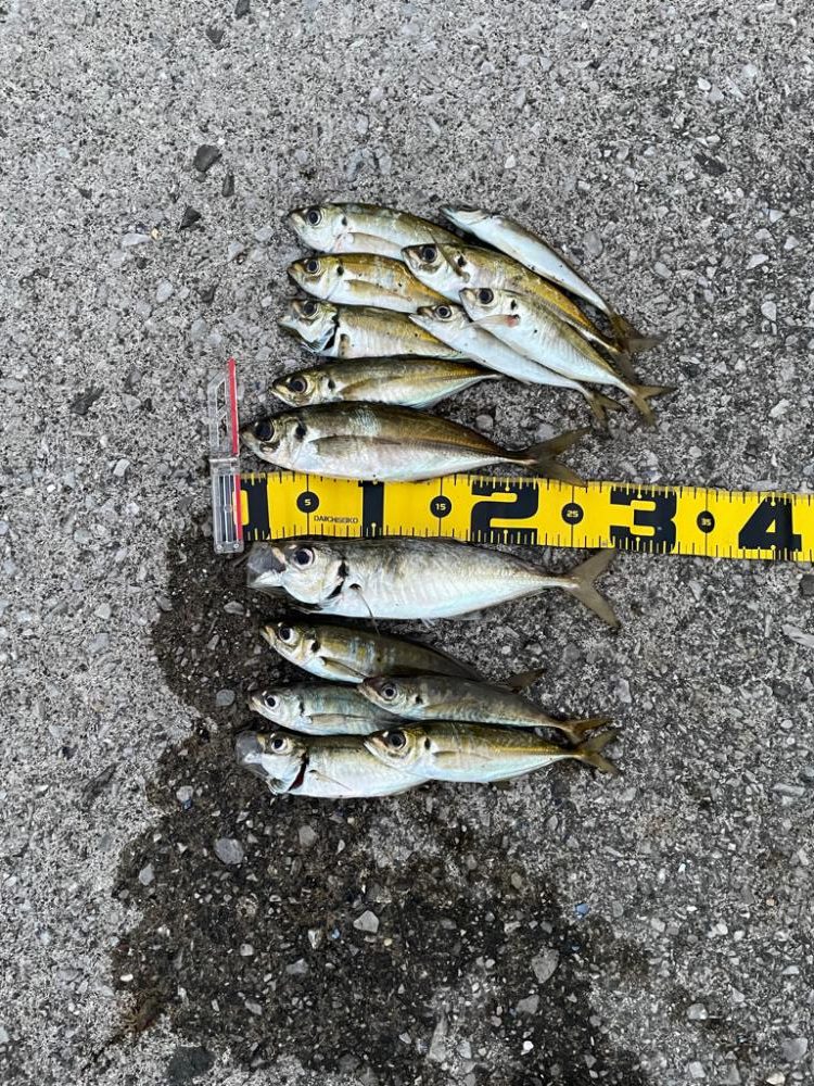 夜フロート〜朝マズメジグ単