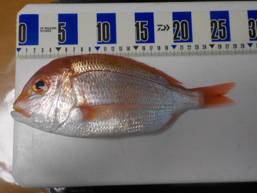 アマラバ初挑戦