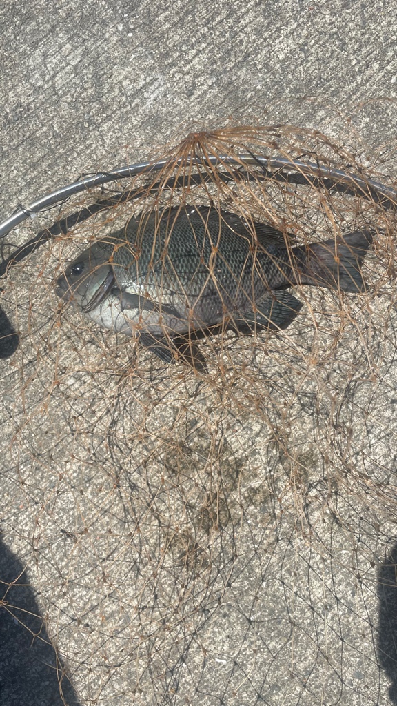 フカセの仕掛けで 紀州釣り!