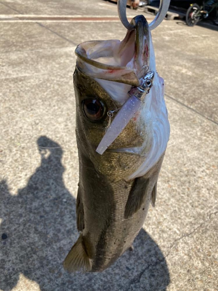 ⭐︎岸ジギリベンジ