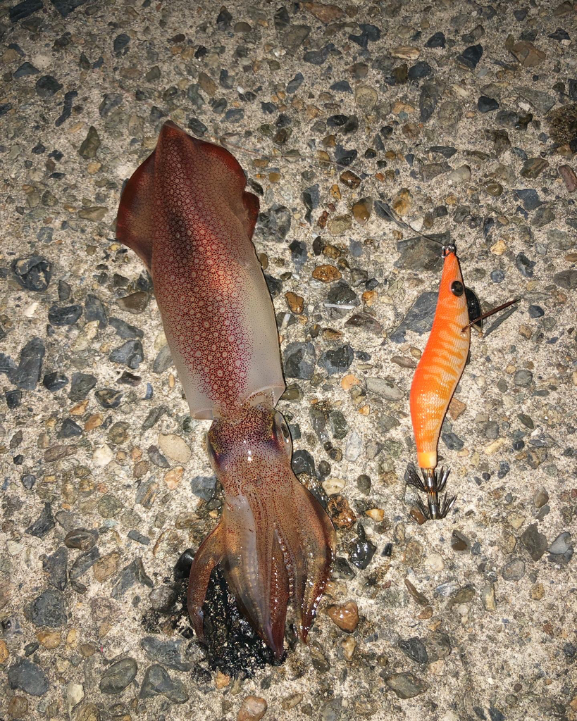 気まぐれケンサキ