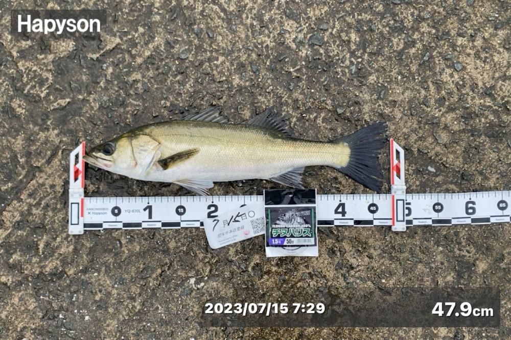 少し風が強い日