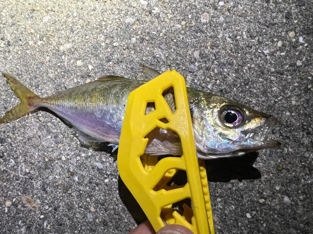 鯵を探して三千里 Vol.51