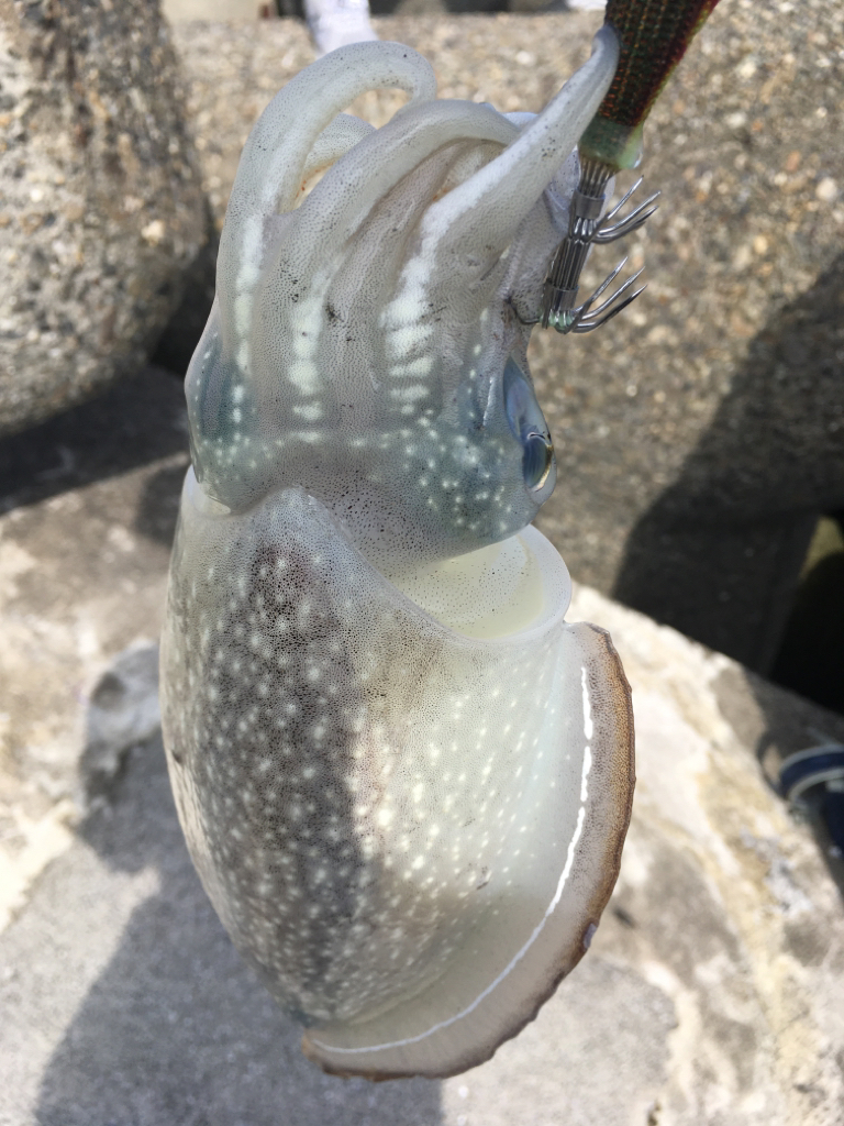 【タコフィネス】 テトラで計3600g＋コウイカ