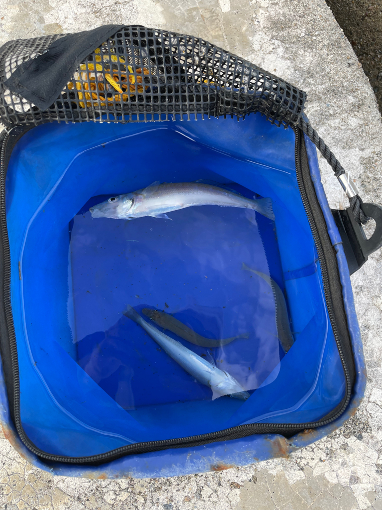 シロギス釣れてます!アジ釣れず…