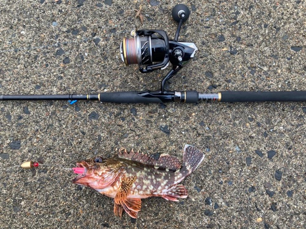 アコウがいいな